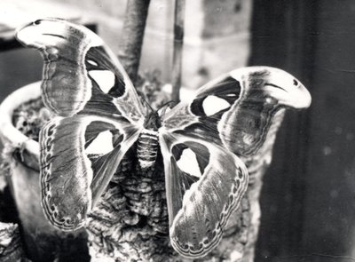 Atlas Moth by Frederick William Bond